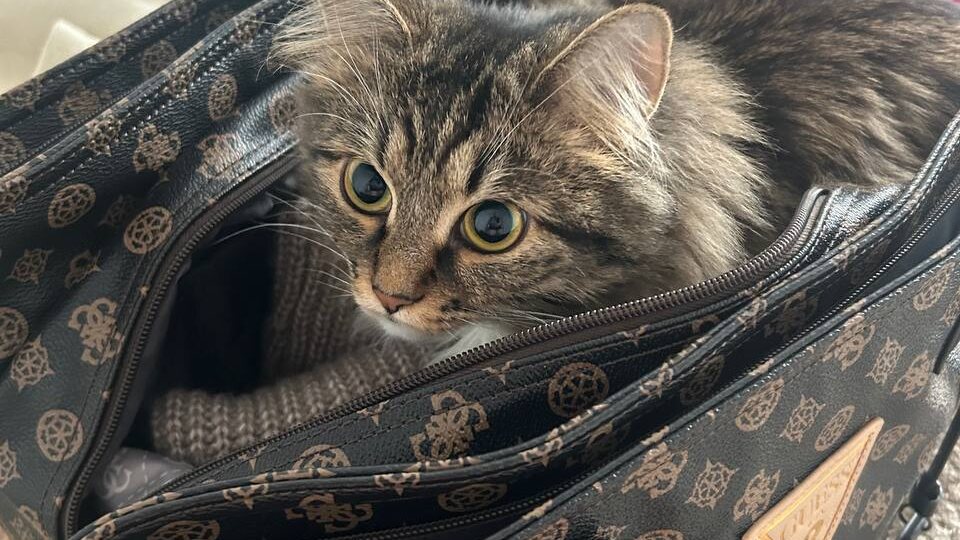 В мае 2023 года мы пошли на прогулку с собаками и заметили в соседнем доме нечто странное