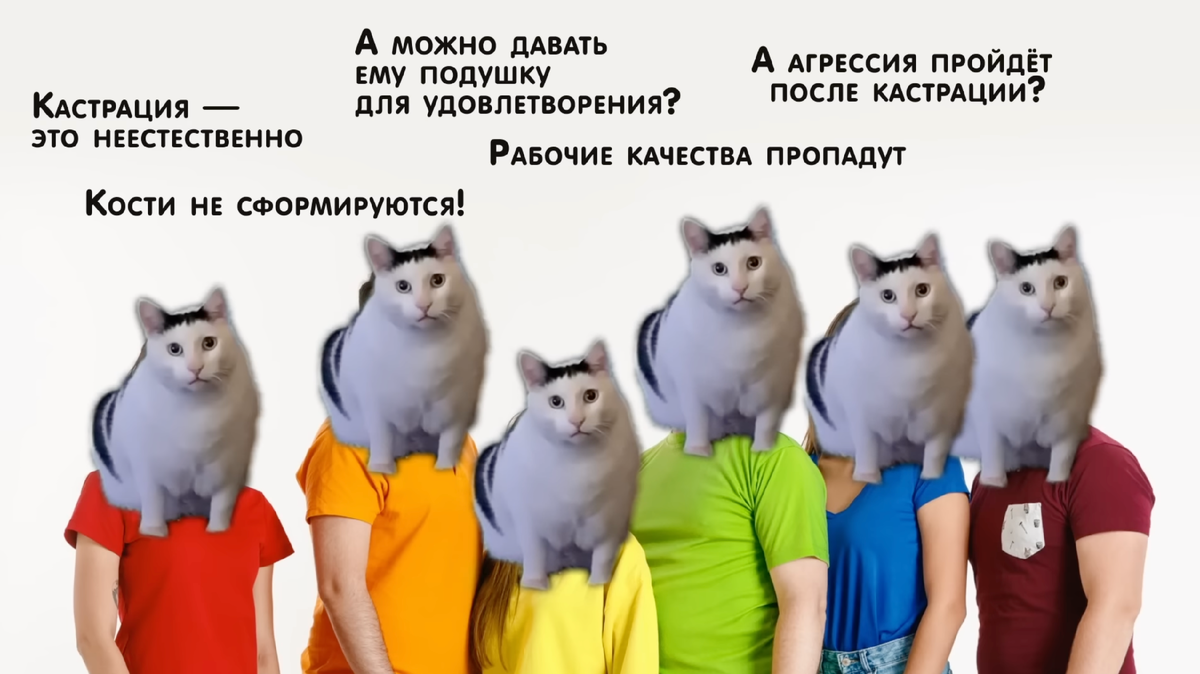 ✂️ КАСТРИРОВАТЬ ИЛИ НЕТ? Кастрация и изменения в поведении собаки: есть ли  связь? | ЛавГав | Дзен