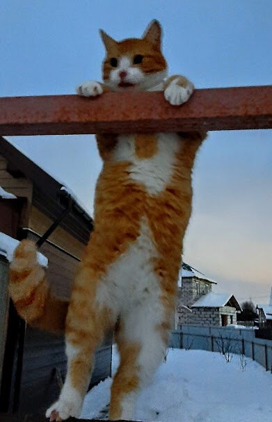 Мартик, ты где?