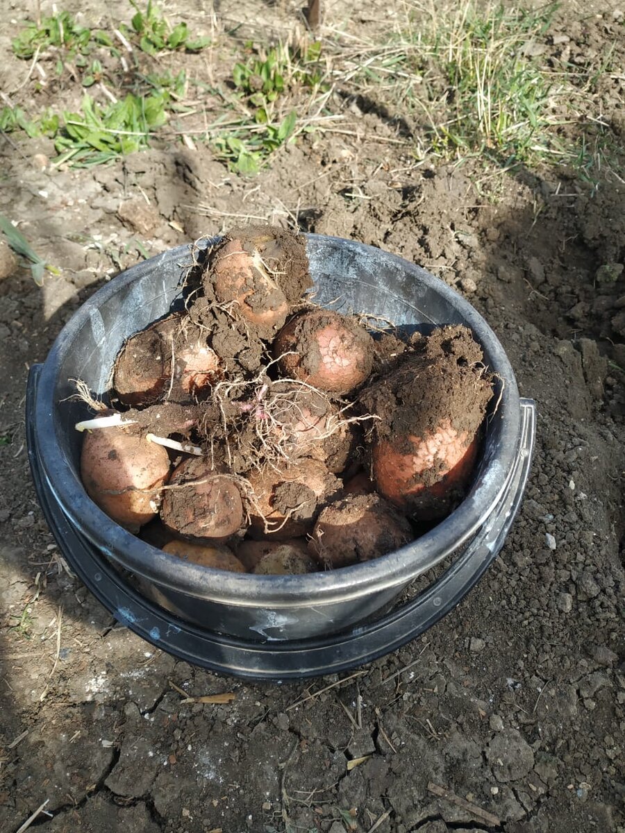 Это мы прошлогодней картошки, забытой в земле, накопали. Беллароза