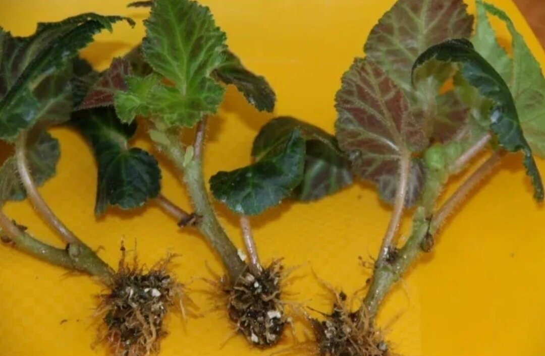 бегония клубневая в горшке. бегония комнатная корневая. бегония клубневая пересадка. бегония элатиор отцвела. уход за бегонией после магазина.