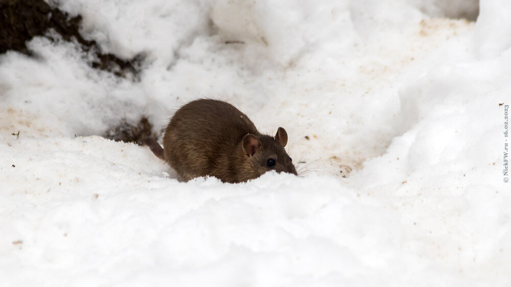 Крыска у норки... © NickFW.ru — 16.02.2023г.
