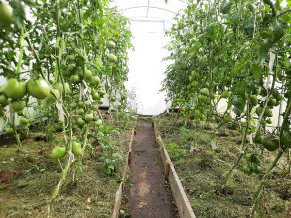 С востока в теплицу заглядывает самое ценное утреннее солнышко