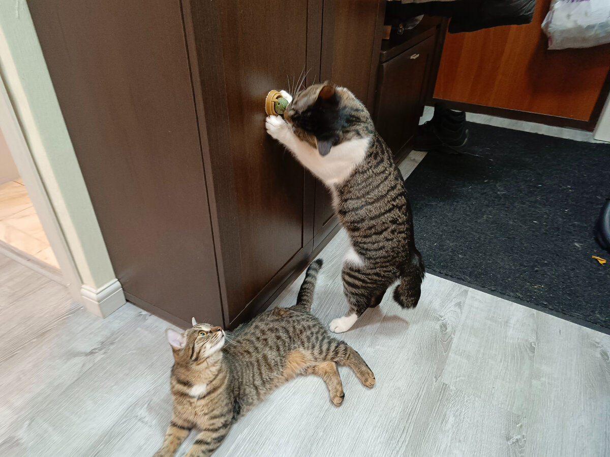 Кузя и Бусинка нашли мятный шарик