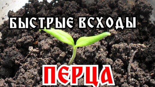 Дела огородные. Как ускорить всходы перца: делюсь своим опытом