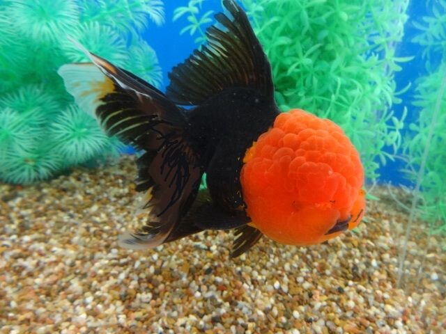 Ту самую "чемпионскую" фотографию не нашел (где-то глубоко зарыта), но здесь практически такая же. С ttps://mavink.com.