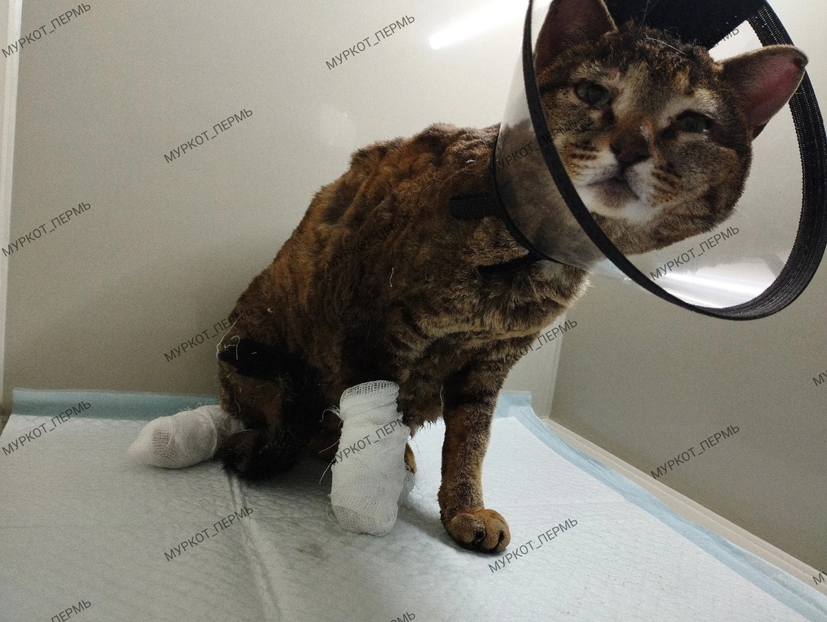 фото спасенной кошечки из группы Муркот