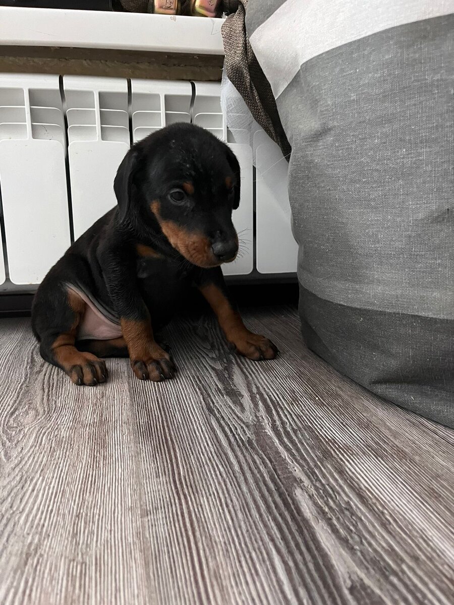 Крис в возрасте 6 недель