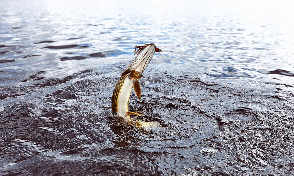 лов рыбы запрещен табличка. запрет на рыбалку. запрет на рыбалку. кущеватый лиман запреты на рыбалку. запрещена рыбалка символ.