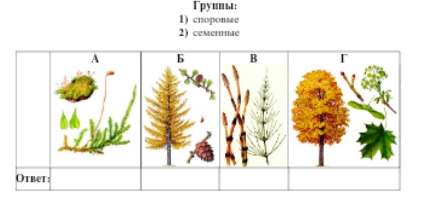 Биология 6 класс рисунок 101