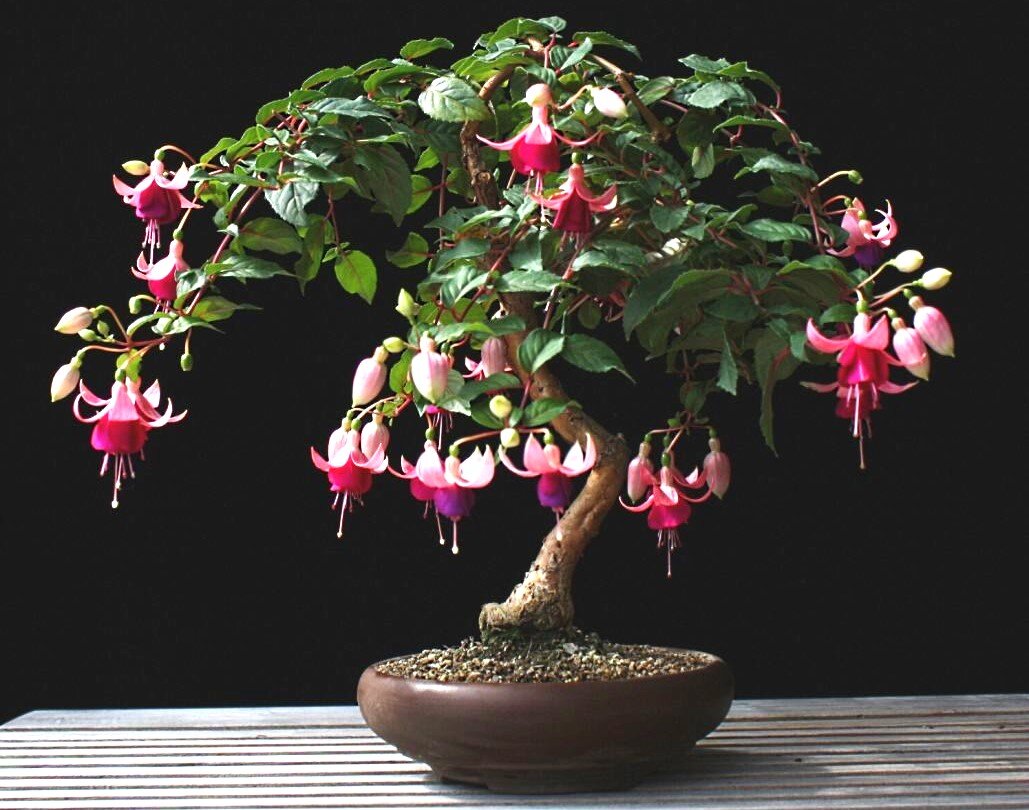 Фото из открытых источников.