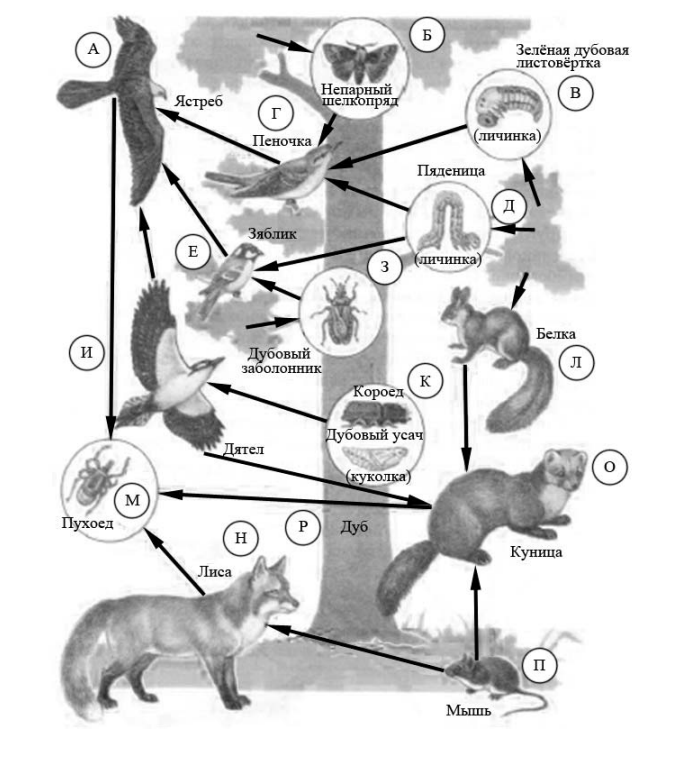 Впр по русскому языку 6 класс 2021-2022. Впр 6 класс русский 1 вариант ответы. Впр русский язык 6 класс вариант 2 ответы. Впр 4 класс русский язык 2 часть. Впр 6 класс русский 1 вариант ответы.