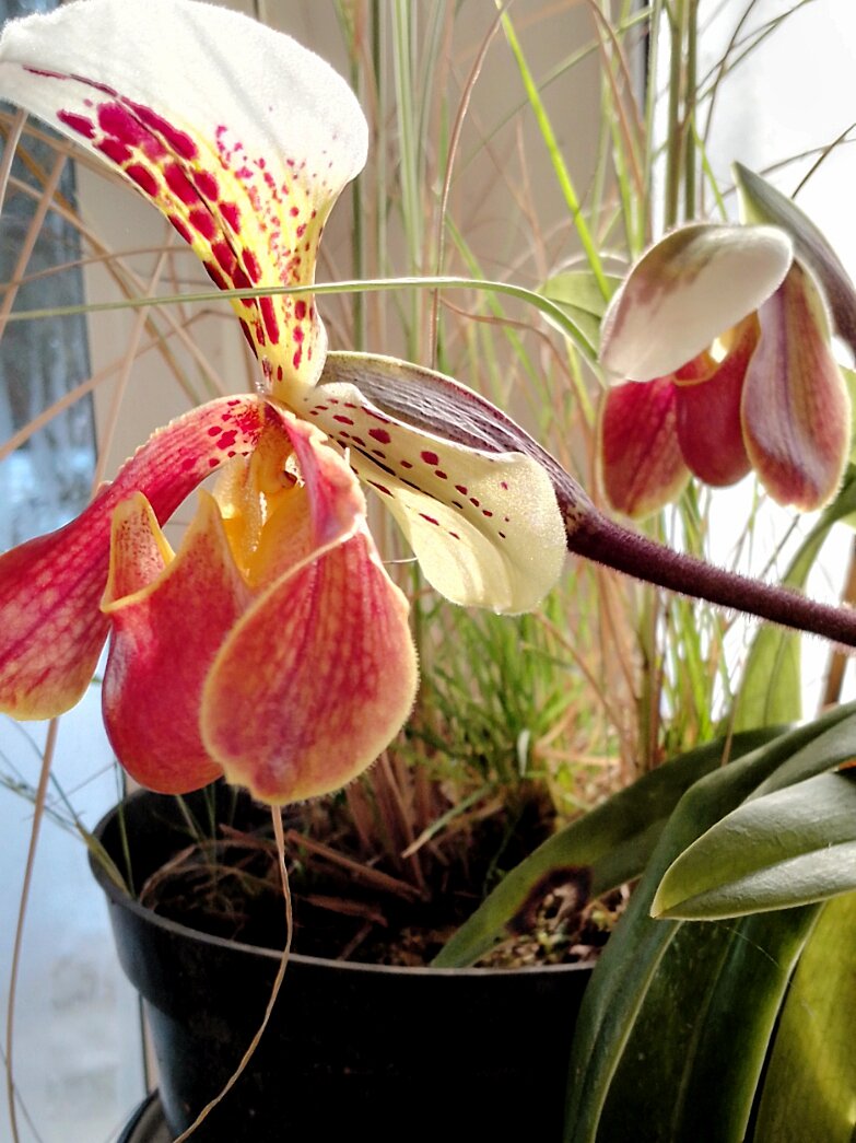 Башмачок замечательный (Paphiopedilum insigne)