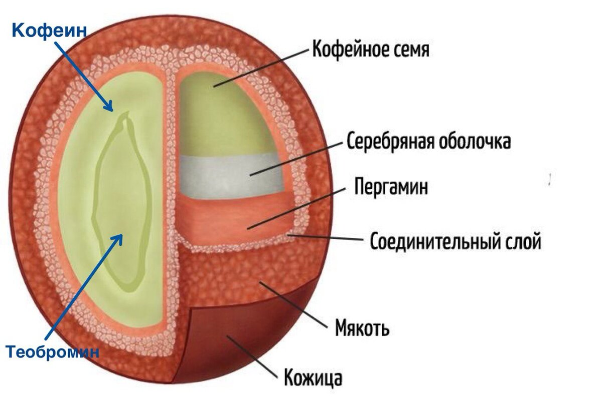 Структура кофейного зерна 