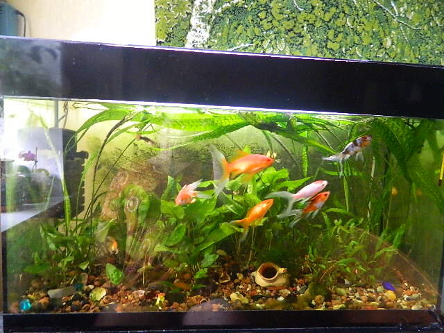 Вот такие карасики жили у меня лет 10. 