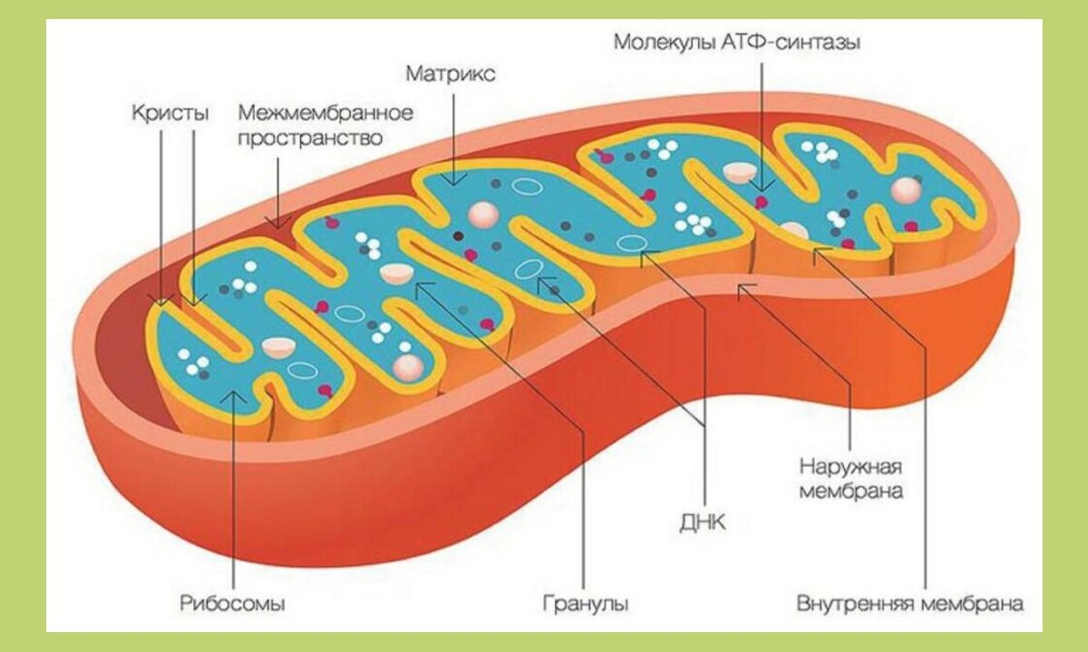 Митохондрия