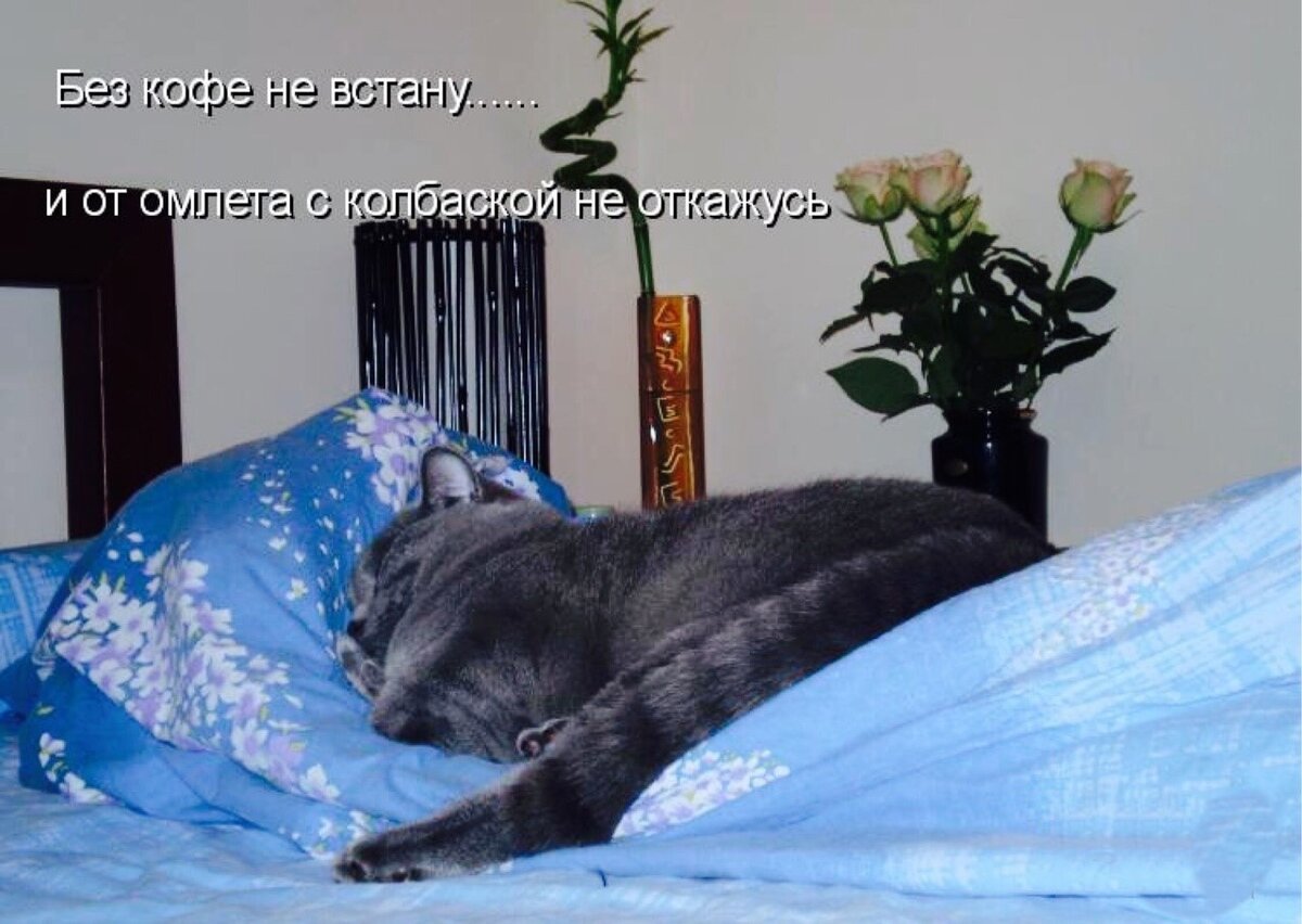 утро когда никуда не надо идти. чтобы проснуться доброй и ласковой. утро когда никуда не надо идти. когда же ты проснешься. красивые стихи о любви.