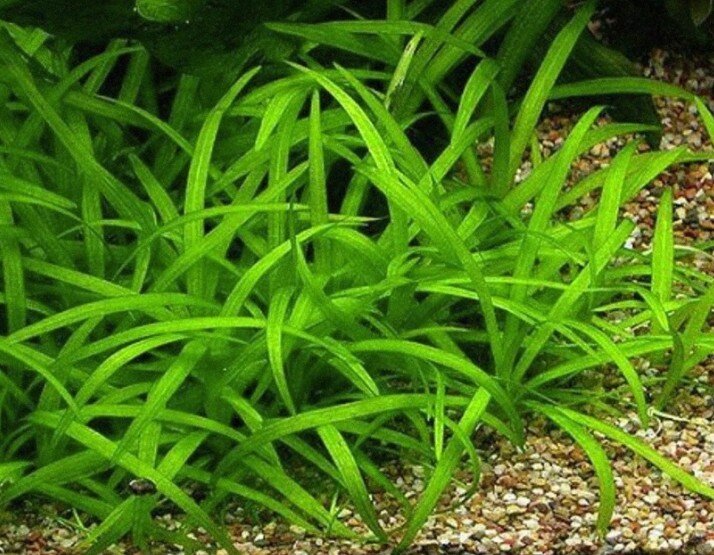 Это - норма!