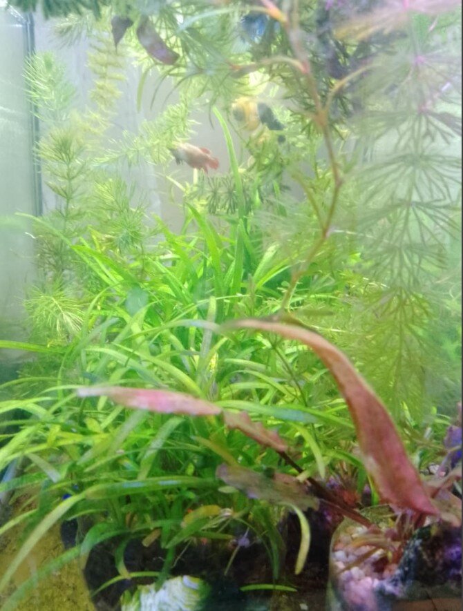 В аквариуме с петушками. 