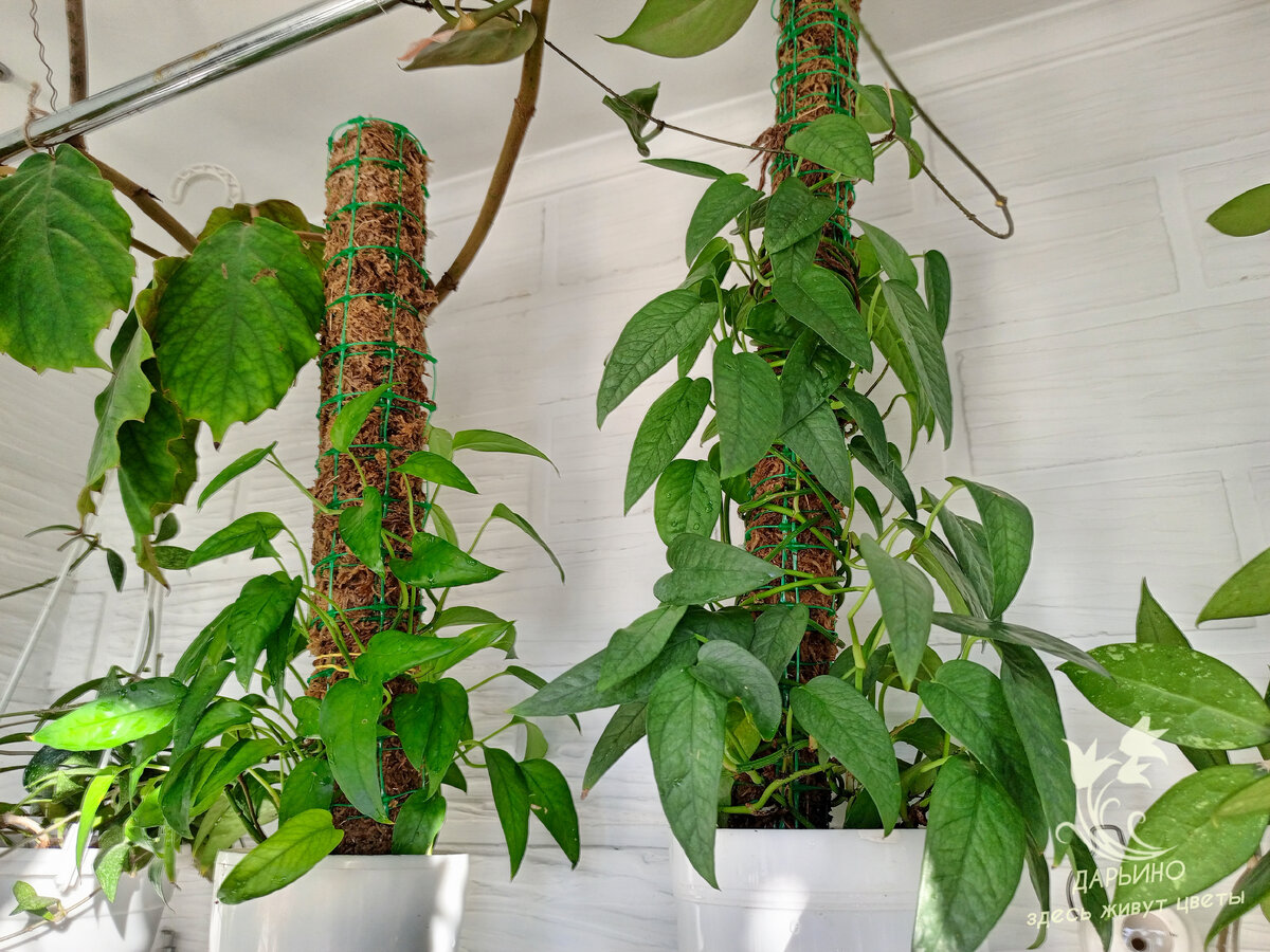  Эпипремнумы на тотемах