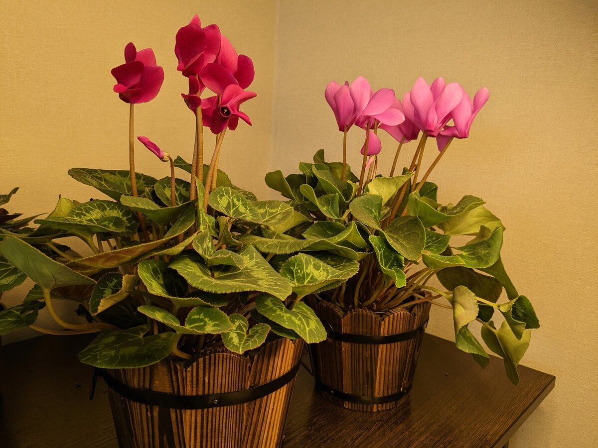 Мои новенькие цикламены