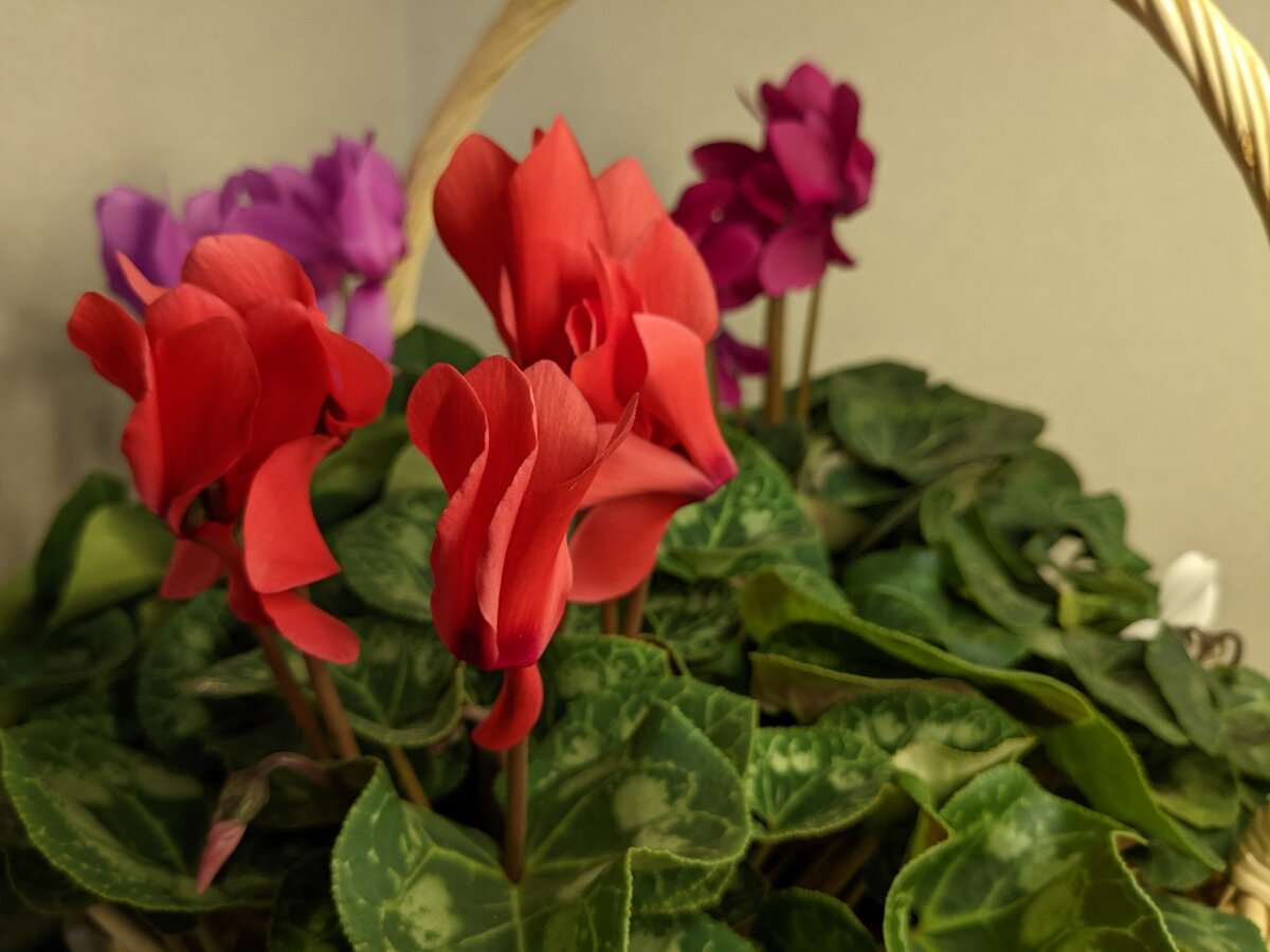 Тот случай, когда сделать выбор очень трудно, поэтому пришлось брать всё