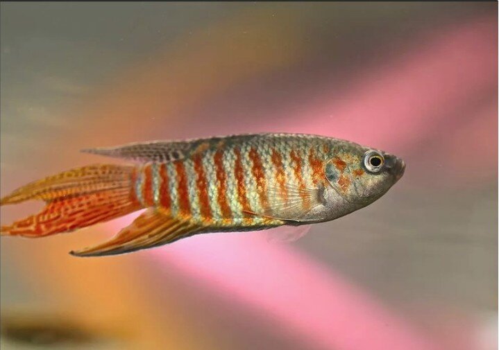 Красная (коричневая)морфа макроподов.