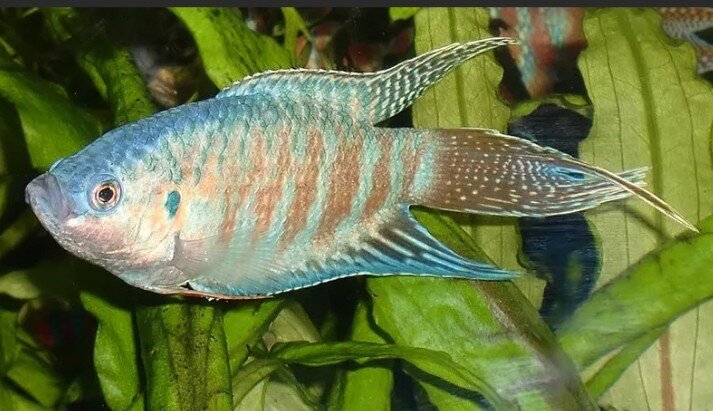 Макропод голубой морфы прикидывает куда тебя укусить.