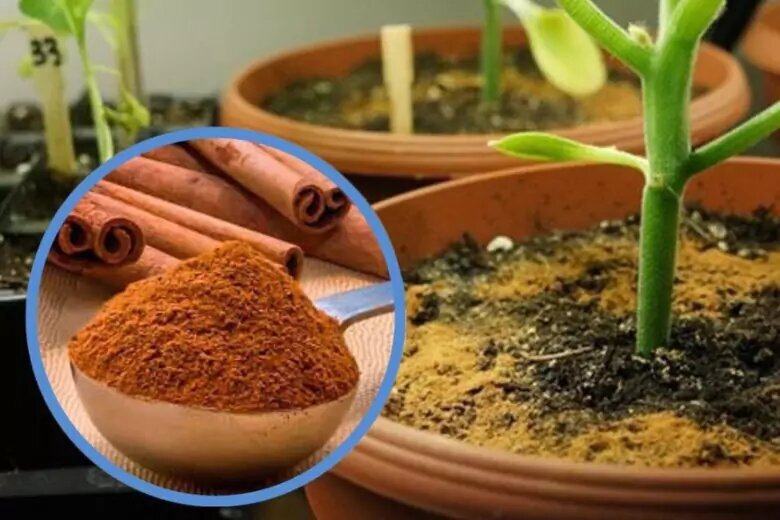 Подготовка грунта для цветов. Почвосмесь для рассады. Грунт для рассады помидор. Что добавляют в почву для рассады. Грунт для рассады петунии.