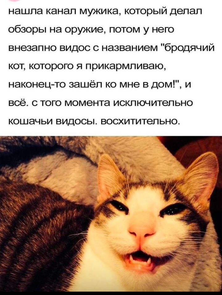 Картины смешные про котов