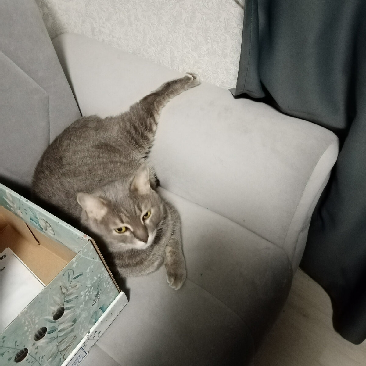 Мышей нет, можно расслабиться в позе кОтоса