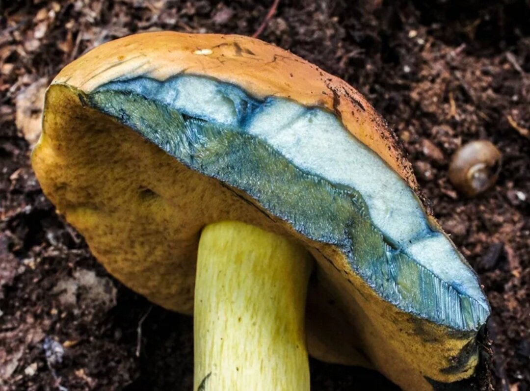 Синеет ножка у гриба. Боровик жёлтый (Boletus junquilleus). Болетус синеющий. Гриб синяк Гиропорус. Дубовик синяк гриб.