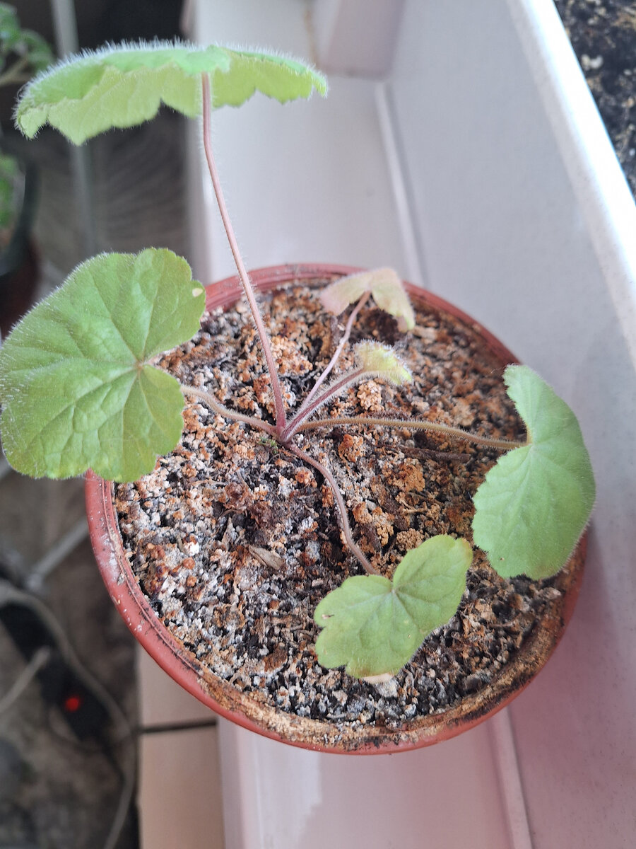 пересаженная 04.03.2024