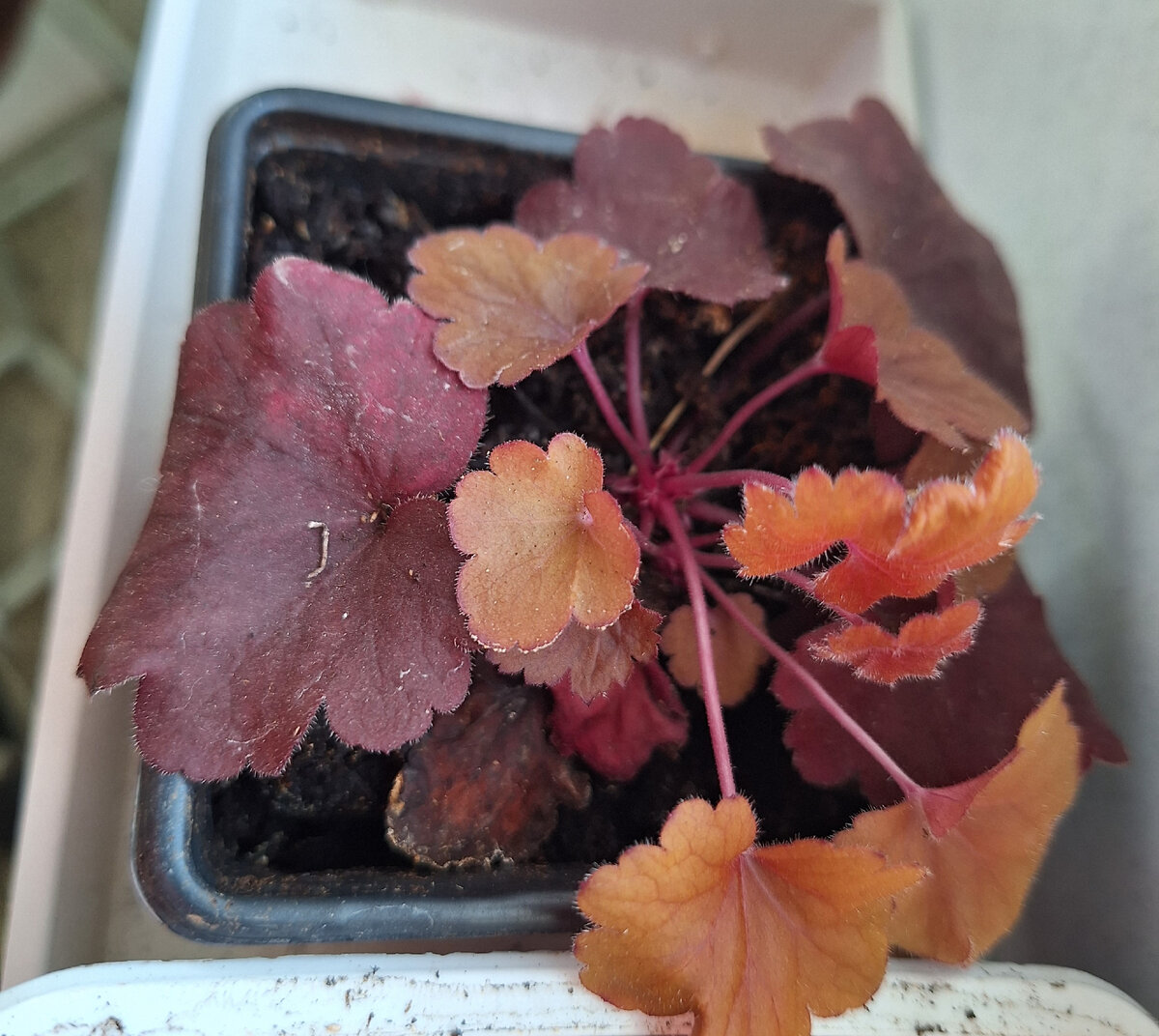 в родном р9 04.03.2024