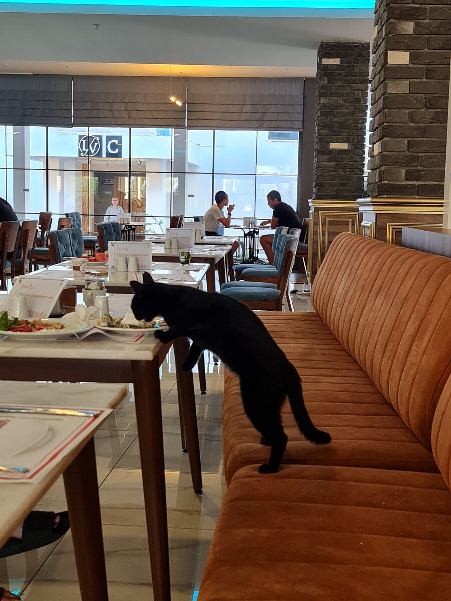 Черный котэ крадет еду из оставленной тарелки в Анталии