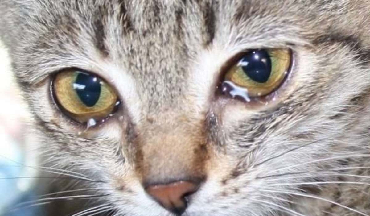 То чувство, когда написал жи/ши через Ы... Пучина отчаяния...