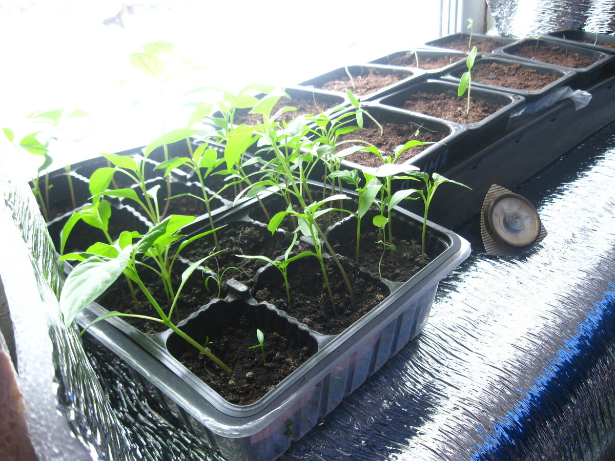 Рассада на подоконнике. Полив рассады помидор дома на подоконнике. Поливать рассаду. Овощи на подоконнике. Рассада помидор на подоконнике.