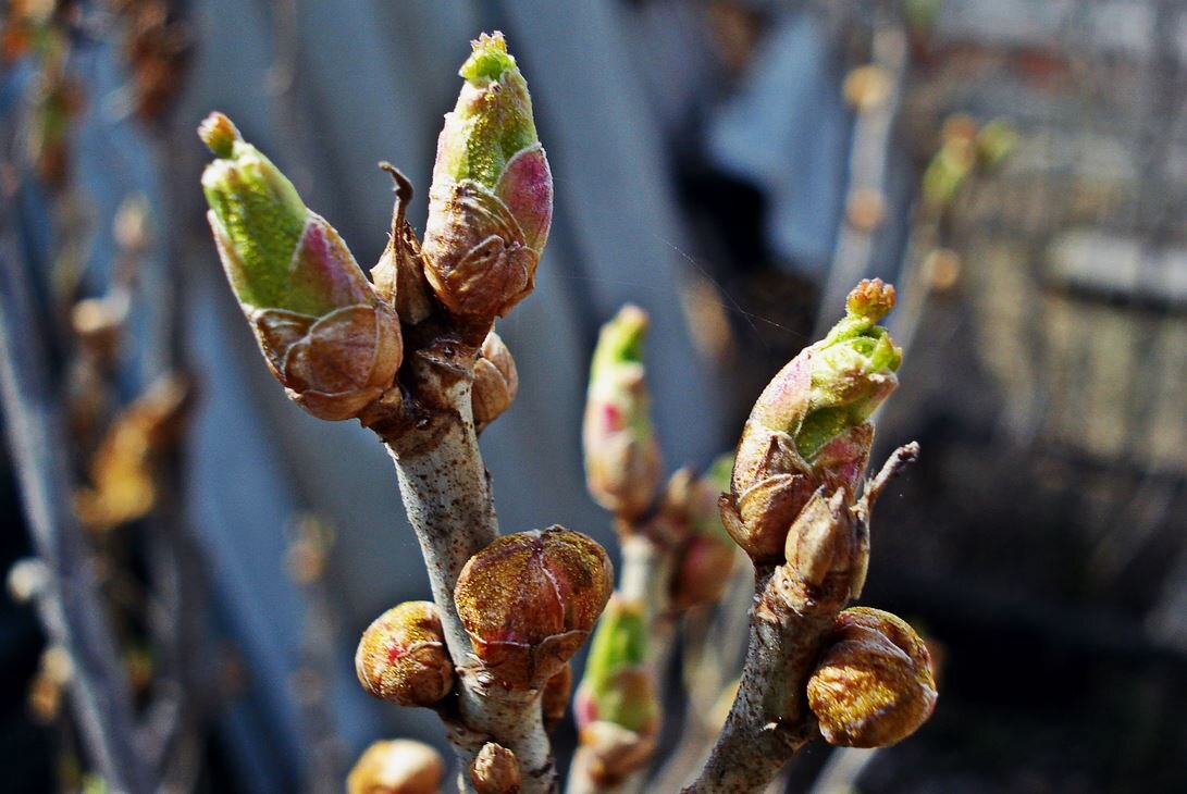 Почковый клещ на черной смородине