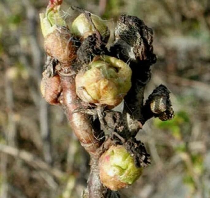 Почки похожи на кочаны капусты