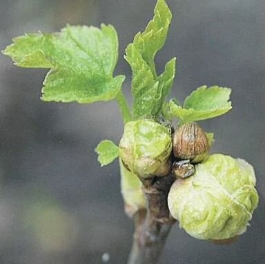 В таких почках размножается клещ