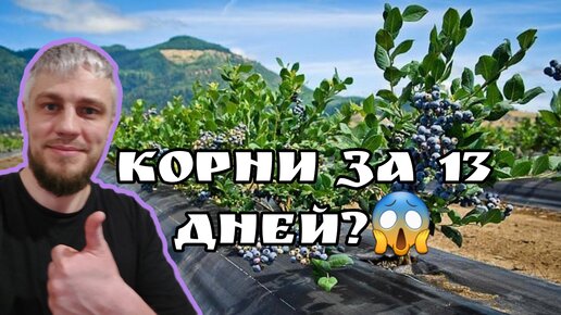 Обзор черенков голубики дюк, пустили корни за две недели?