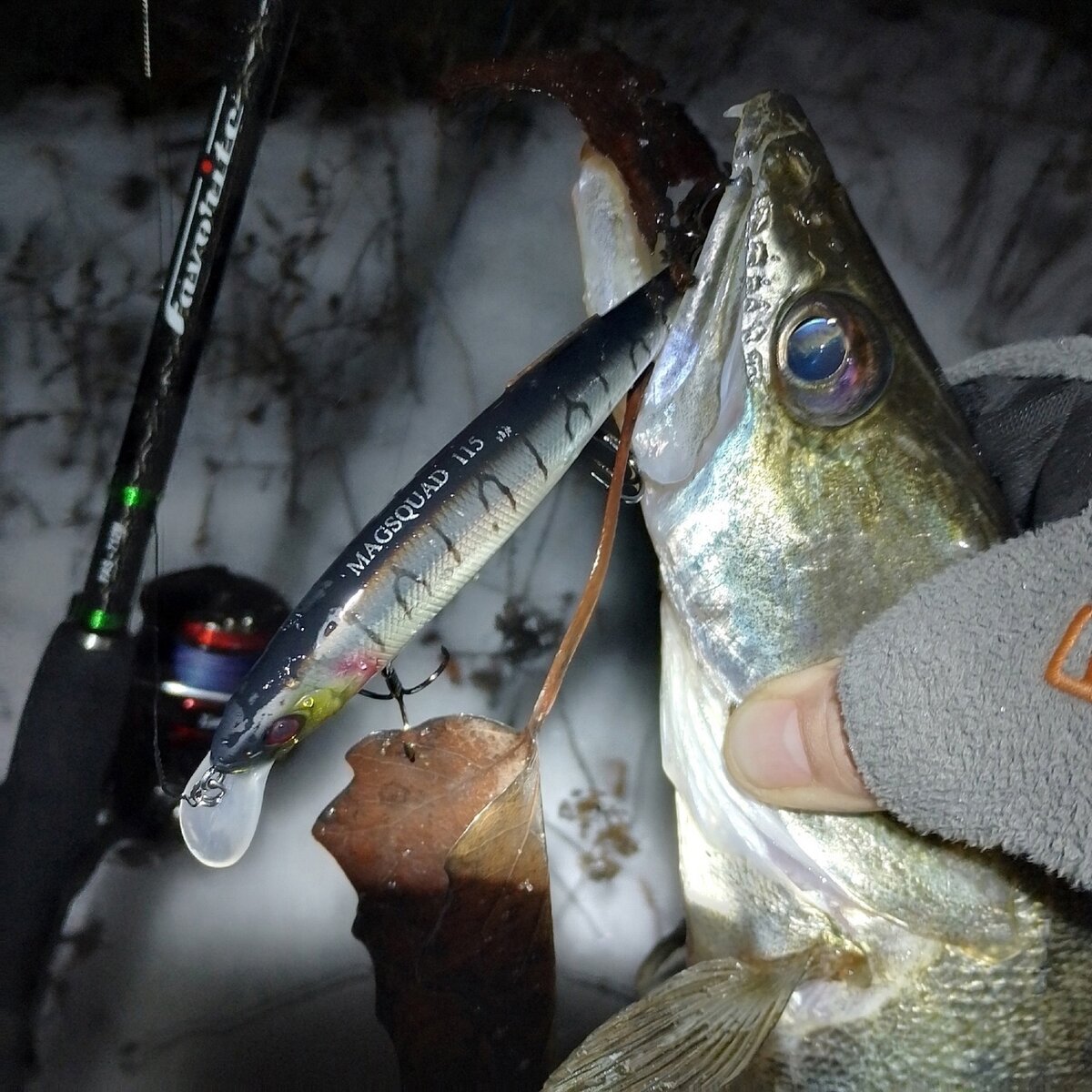Судак слово. Судак слово. Рыба с полосками на спине. Рыба в полоску речная. Я люблю судак.