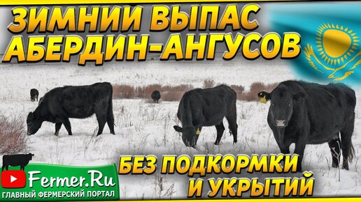 Как содержат более 7000 Ангусов зимой в Казахстане? Холодный метод содержания КРС. Бычки. Телята.