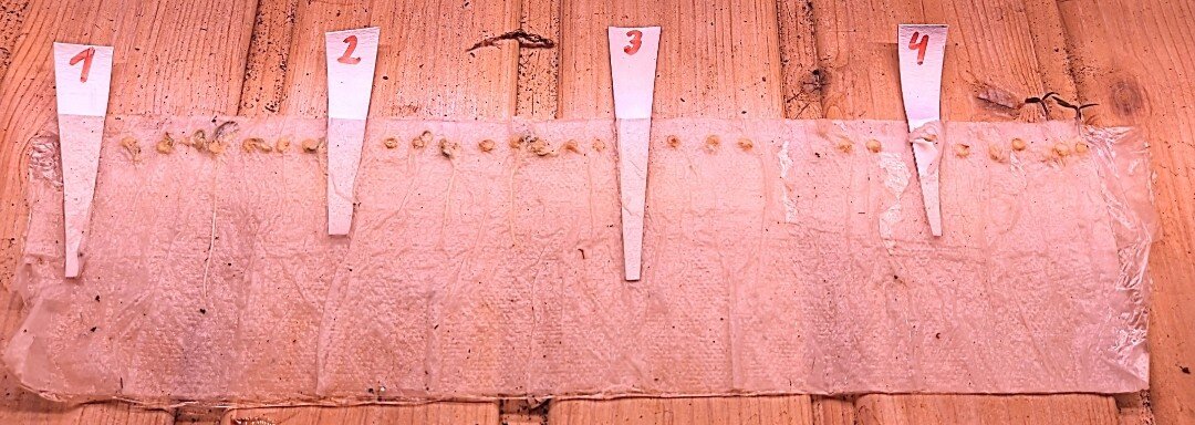 Пронумерованные сорта на пелёнке. Раскрутила, чтобы показать. Тут они уже наклюнулись, но петельки ещё не показались. Закрутила обратно, жду дальше. Скорее всего завтра уже покажутся семядольки. Фото из личного архива 