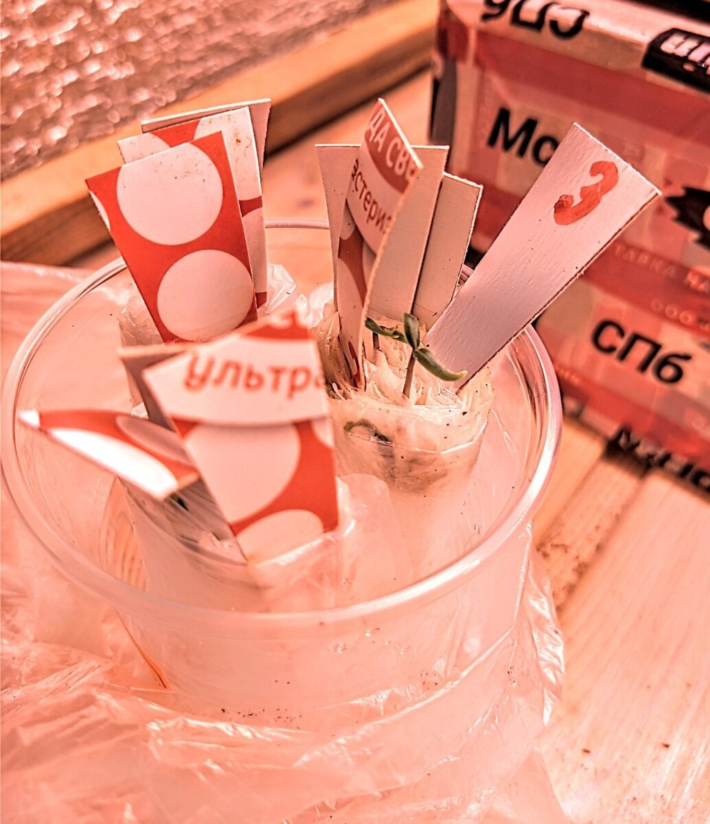 Вот так выглядят пелёнки-самокрутки в свёрнутом состоянии, стоят в стаканчике с водой. Фото из личного архива 