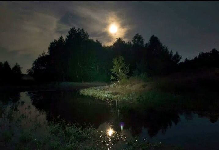 Ночной летний лес. Фото взято из Яндекс картинки