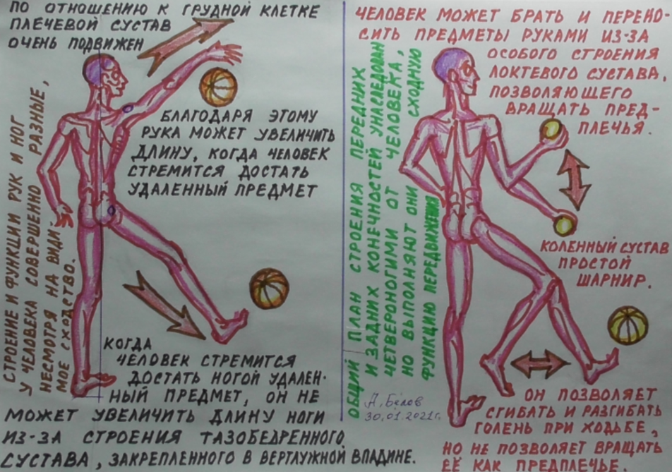 Руки и ноги человека функционально и морфологически служат разным целям.