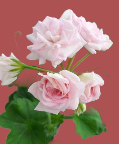 пеларгония Леди Гертруда( Lady Gertrude)