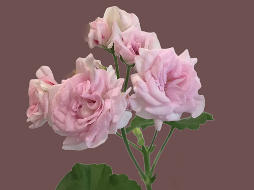 пеларгония Леди Гертруда