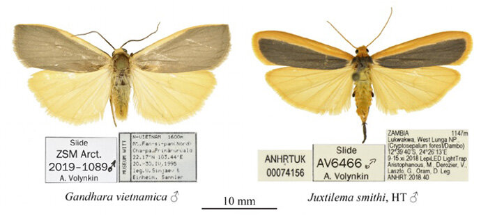 Самцы лишайниц Gandhara vietnamica и Juxtilema smithi. Лишайницы – бабочки из трибы Lithosiini в подсемействе Arctiinae (медведицы) семейства Erebidae. 